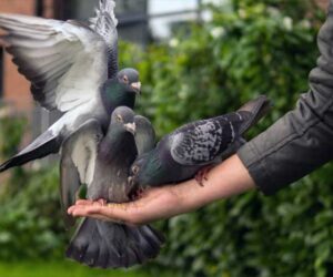 Melatih Burung Merpati Balap