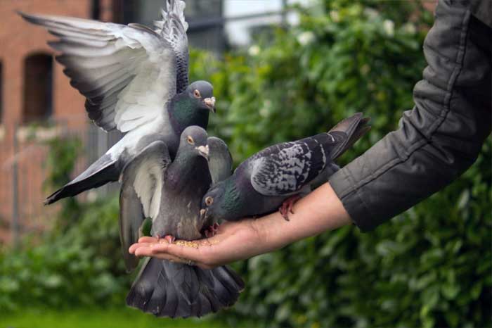 Melatih Burung Merpati Balap